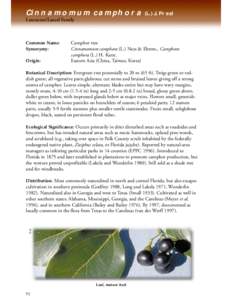 Cinnamomum camphora / Spices / Food and drink / Cinnamomum / Lauraceae / Agriculture / Camphor / Laurel / Ziziphus mauritiana / Invasive plant species / Medicinal plants / Botany