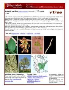 American elm Ulmaceae Ulmus americana L.  symbol: ULAM Leaf: Alternate, simple, ovate to oblong, 3 to 5 inches long, 1 to 3 inches wide, margin coarsely and sharply doubly serrate,