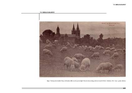 7.0 BIBLIOGRAPHY  7.0 BIBLIOGRAPHY Figure: Tinted postcard entitled ‘Sheep on Montefiore Hill’, near the present Light’s Vision lookout, looking north-east towards St Peter’s Cathedral, c[removed]Source: private co