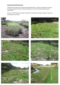 Karapiro Stream Gully Restoration 13,000 plants have been put in the ground between May 2014 – Aug 2014, spanning for 2km along the riparian margin. We will be ordering 15,000 plants for the next Autumn planting along 