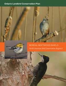 Ontario Landbird Conservation Plan  BOREAL SOFTWOOD SHIELD North American Bird Conservation Region 8  Please cite this document as:
