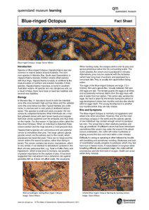 Blue-ringed Octopus  Fact Sheet