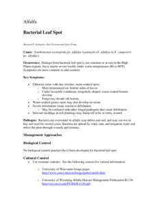 Alfalfa X - Bacterial Leaf Spot