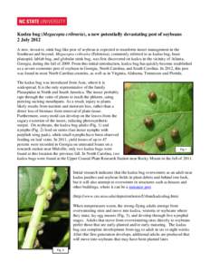 Kudzu bug (Megacopta cribraria), a new potentially devastating pest of soybeans 2 July 2012 A new, invasive, stink bug-like pest of soybean is expected to transform insect management in the Southeast and beyond. Megacopt