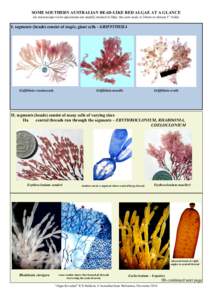 SOME SOUTHERN AUSTRALIAN BEAD-LIKE RED ALGAE AT A GLANCE (in microscope views specimens are usually stained in blue; the coin scale is 24mm or almost 1” wide) I. segments (beads) consist of single, giant cells - GRIFFI