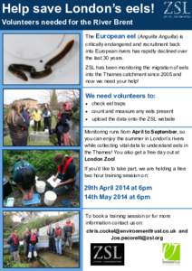 Help save London’s eels! Volunteers needed for the River Brent The European eel (Anguilla Anguilla) is critically endangered and recruitment back into European rivers has rapidly declined over the last 30 years.