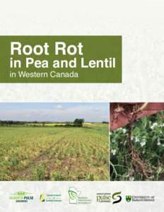 Root Rot  in Pea and Lentil in Western Canada  Manitoba