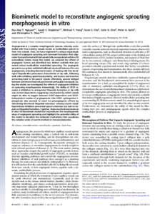 Biomimetic model to reconstitute angiogenic sprouting morphogenesis in vitro Duc-Huy T. Nguyena,1, Sarah C. Stapletona,1, Michael T. Yangb, Susie S. Chab, Colin K. Choib, Peter A. Galieb, and Christopher S. Chena,b,2 Dep