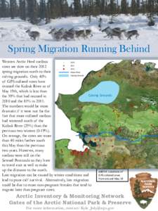 Spring Migration Running Behind Western Arctic Herd caribou cows are slow on their 2012 spring migration north to their calving grounds. Only 40% of GPS collared cows have