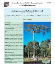 Endospermum medullosum (whitewood)