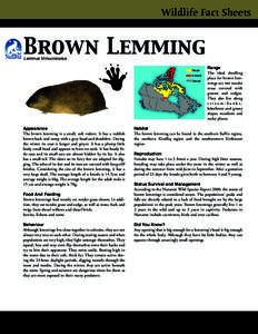 Wildlife Fact Sheets  Brown Lemming Lemmus trimucronatus  Appearance