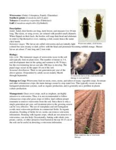 Microsoft Word - solanaceous_crops.doc