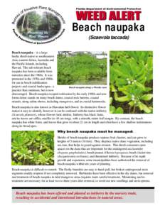 Florida Department of Environmental Protection  Beach naupaka (Scaevola taccada) Beach naupaka – is a large bushy shrub native to southeastern