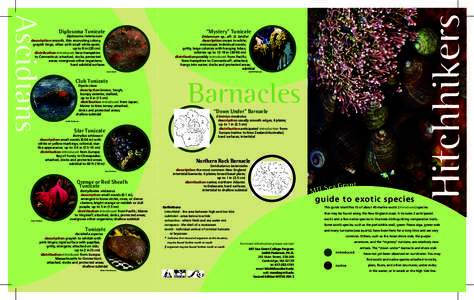 Ascidiacea / Physical geography / Aquatic ecology / Fisheries / Marine biology / Codium fragile / Littorina saxatilis / Intertidal zone / Botrylloides violaceus / Phyla / Littorinidae / Water