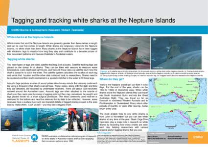 Great white shark / Lamnidae / Scavengers / Acoustic tag / Outline of sharks / Fish / Ichthyology / Sharks