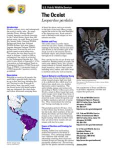 U.S. Fish & Wildlife Service  The Ocelot Leopardus pardalis Introduction