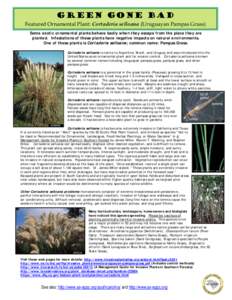 Invasive plant species / Cortaderia selloana / Cortaderia / Poaceae / Pampas / Eragrostis / Invasive species / Cortaderia jubata / Toetoe / Commelinids / Physical geography / Poales