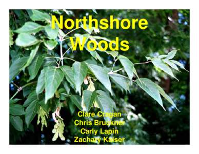Northshore Woods Clare Cragan Chris Bruckner Carly Lapin