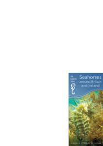 Helping to ensure the Seahorse survives Thanks to the British Seahorse Survey we are now beginning to understand a great deal more about Seahorse behaviour. It is now known what happens to them in the winter, where they 