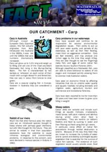 OUR CATCHMENT - Carp Carp in Australia Although known as European Carp (Cyprinus carpio), this fish actually