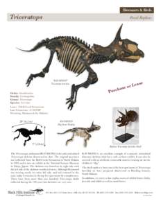 Dinosaurs & Birds  Triceratops Fossil Replicas