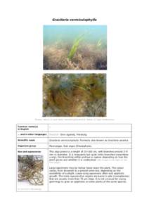 Seagrass / Gracilaria / Red algae / Ogonori / Agar / Zostera / Conceptacle / Brown algae / Algae / Water / Seaweeds