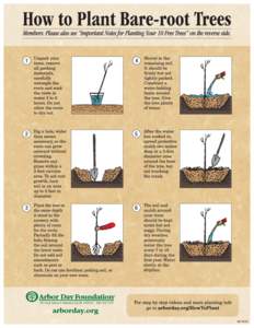 How to Plant Bare Root Trees