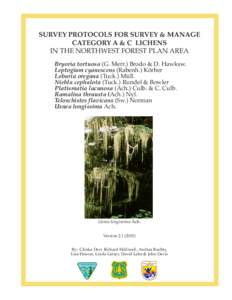SURVEY PROTOCOLS FOR SURVEY & MANAGE CATEGORY A & C LICHENS IN THE NORTHWEST FOREST PLAN AREA Bryoria tortuosa (G. Merr.) Brodo & D. Hawksw. Leptogium cyanescens (Rabenh.) Körber Lobaria oregana (Tuck.) Müll.
