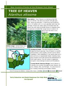New Invasive Plants of the Midwest Fact Sheet  TREE OF HEAVEN Ailanthus altissima Description: Tree of heaven is a deciduous tree that grows to 80 feet. The stems are smooth with pale gray