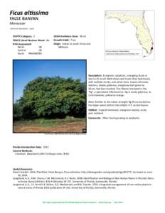 Ficus altissima false banyan Moraceae Common Synonyms: none  FLEPPC Category: 2