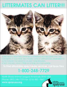 Animal welfare / North Shore Animal League America / Neutering / Kitten / Cat / World Spay Day