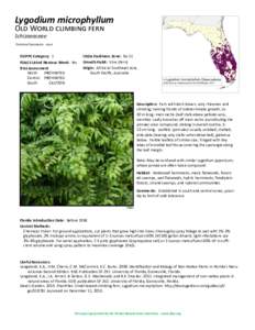 Lygodium microphyllum Old World climbing fern Schizaeaceae Common Synonyms: none  FLEPPC Category: 1