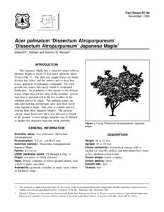 Fact Sheet ST-26 November 1993 Acer palmatum ‘Dissectum Atropurpureum’ ‘Dissectum Atropurpureum’ Japanese Maple1 Edward F. Gilman and Dennis G. Watson2