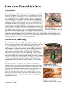 Know about Emerald Ash Borer