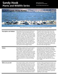 Seals in Sandy Hook Waters
