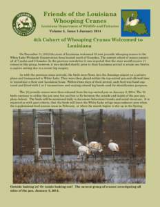 Friends of the Louisiana Whooping Cranes Louisiana Department of Wildlife and Fisheries Volume 3, Issue 1 January[removed]4th Cohort of Whooping Cranes Welcomed to