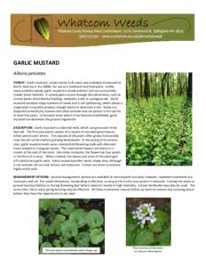 GARLIC MUSTARD Alliaria petiolata THREAT: Garlic mustard, a plant native to Europe, was probably introduced to North America in the 1800s, for use as a medicinal and food plant. Unlike many problem weeds, garlic mustard 