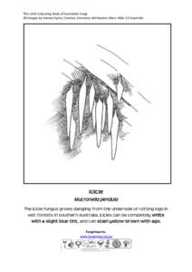 The Little Colouring Book of Australian Fungi All images by Katrina Syme, Creative Commons Attribution-Share Alike 3.0 Australia Icicle Mucronella pendula The Icicle fungus grows dangling from the underside of rotting lo