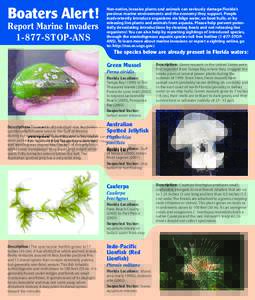 Seaweeds / Scorpaenidae / Green algae / Caulerpa taxifolia / Flora of India / Caulerpa / Jellyfish / Pterois / Phyllorhiza punctata / Algae / Water / Caulerpaceae