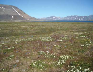 Pleistocene / Beringia / Historical geology / Bering Sea / Ecoregion / Chukotka Autonomous Okrug / Tundra / Phytochorion / Arctic / Physical geography / Earth / Biogeography
