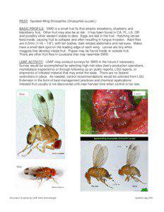 PEST: Spotted-Wing Drosophila (Drosophila suzukii,) BASIC PROFILE: SWD is a small fruit fly that attacks strawberry, blueberry and blackberry fruit. Other fruit may also be at risk. It has been found in CA, FL, LA, OR