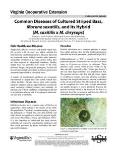 PUBLICATION[removed]Common Diseases of Cultured Striped Bass, Morone saxatilis, and Its Hybrid (M. saxitilis x M. chrysops) Stephen A. Smith, Professor, Biomedical Sciences and Pathobiology,