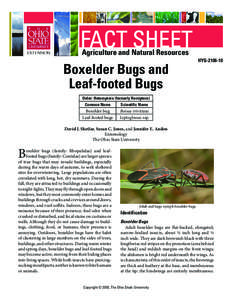 Boxelder Bugs and Leaf-footed Bugs