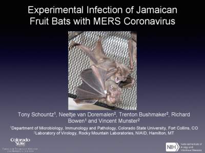 Experimental Infection of Jamaican Fruit Bats with MERS Coronavirus Tony Schountz1, Neeltje van Doremalen2, Trenton Bushmaker2, Richard Bowen1 and Vincent Munster2 1Department