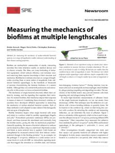 Measuring the mechanics of biofilms at multiple lengthscales Kristin Kovach, Megan Davis-Fields, Christopher Rodesney, and Vernita Gordon