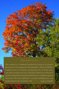 B Often referred to as “hardwoods”, broadleaf trees belong to the group of plants known as the angiosperms or flowering plants. Almost all of Maine’s hardwood species are deciduous, me