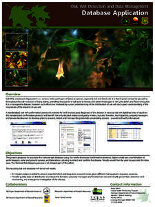 Oak Wilt Detection and Data Management  Database Application Photograph by: Ronald F. Billings, Texas Forest Service