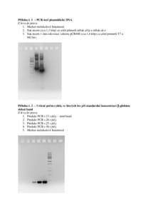 Příloha č. 1 – PCR-test plazmidické DNA Z leva do prava: 1. Marker molekulové hmotnosti 2. Sak-inzert (cca 1,1 kbp) za užití primerů mSak-aUp a mSak-aLo 3. Sak inzert + část sekvence vektoru pCR®II (cca 1,4 