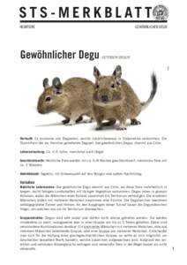 S T S - M E R K B L AT T HEIMTIERE OCTODON DEGUS ISTOCK