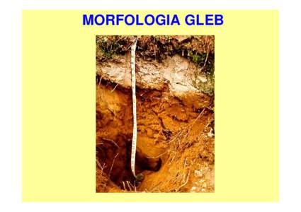 MORFOLOGIA GLEB  MORFOLOGIA GLEBY – cechy zewnętrzne profilu